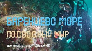 Wild nature of Russia. Arctic. Barencevo sea. Undersea world. Gavrilov Islands. 4K.