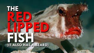 Red-lipped Batfish Have Big Lips And A Beard And I Can’t Handle It