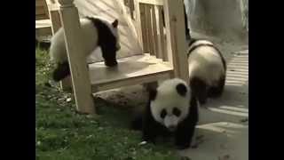 Panda cubs play on slide in China.