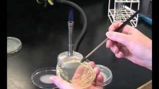 Isolation of bacterial colonies