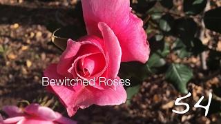 Bewitched Roses -- A Minute in the Garden 54 from A Gardener's Notebook