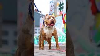 most popular breed in World, American Pitbull ▶️#americanbully #pitbull #dogattack