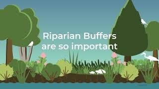 Riparian Buffer