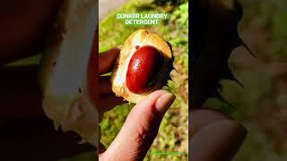 Make Your Own Free Natural Laundry Detergent From Conkers