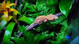 "Gecko Forest" | Bioactive Terrarium for Crested Gecko | STEP BY STEP