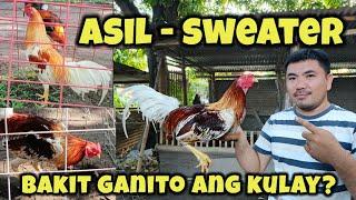 Paano pinalabas ang ganitong kulay ng manok?