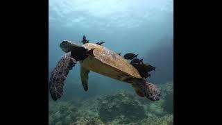 Turtle Cleaning while Shore Diving Big Island  | Kona Honu Divers