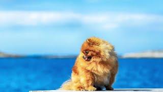 Origin and History of Pomeranians