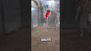 Baby Giraffe Height Comparison 