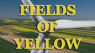 Fields of Yellow