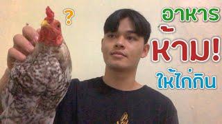 5 อาหาร ห้ามให้ไก่กิน!? ถึงตายได้เลย!!