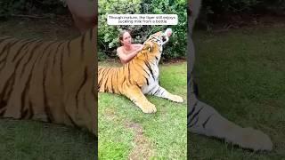 A man's love nurtures a tiger cub into a loyal companion #shorts #animals #tiger