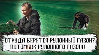 Как выращивают и срезают рулонный газон. Питомник рулонного газона