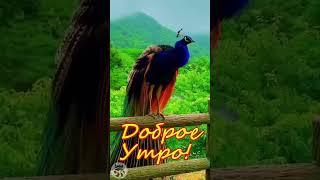 Доброе утро! Хорошего дня!