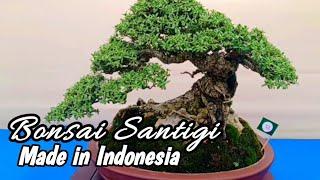 BONSAI SANTIGI Juara klas bintang