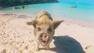 Model Gets Bitten by Pig in Bahamas