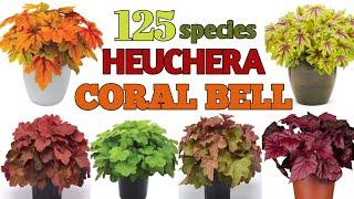 125 Coral Bells Plant Varieties/ Heuchera Plant varieties names / Plant and planting