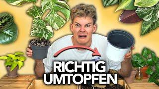 PFLANZEN UMTOPFEN - So geht's richtig | Joey's Jungle Plants