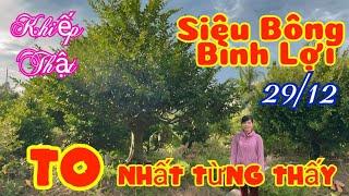  29/12 ️ 0369599049 - PHỤNG  - Siêu Bông Bình Lợi cực VIP lớn nhất nhì Miền Tây