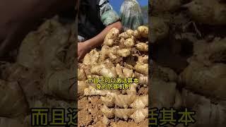 生姜种植想高产，拌种是关键一步生姜拌种剂 生姜拌种 生姜种植