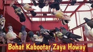 Is Bar Bohat Kabootar Zaya Howay Hn | Hashim Mahmood Pigeons
