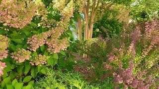 September Garden Tour: Pinky Winky and Little Lime Hydrangeas plus 36 additional plants