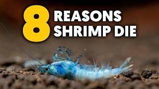 Dwarf Shrimp  8 Reasons Why Your Shrimp Are Dying & Solutions