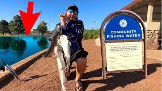 The Ultimate Guide to Catching Stocked Catfish in Urban AZ