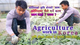 कोरियामा मैले गर्ने काम र कोरियाको वास्तविकता , Agriculture work in Korea, Reality in Korea