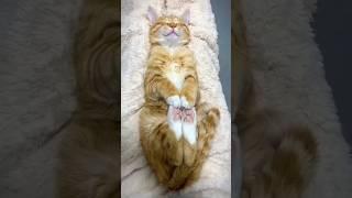 Part 23 cute cats sweet dreams #satisfying #interesting #trending