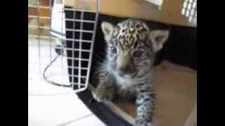 Baby Jaguar (Cub) Chews Finger Then "Roars" a Baby Roar