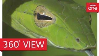 Costa Rican jungle in 360° - Planet Earth II: Jungles - BBC One