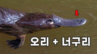 포유류와 파충류의 몸이 섞여있는 미친 생명체..! 오리너구리의 정체