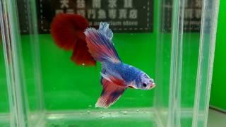 大台南展示級鬥魚 161222-2HM 大理石