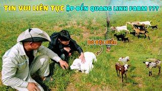 Quanglinhvlogs || Tin Vui Liên Tục Ập Đến Quang Linh Farm - Bò Đột Biến ???