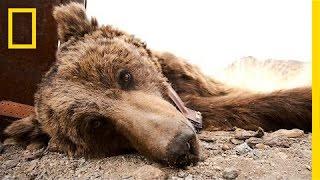 Saving the World's Rarest Bear | National Geographic