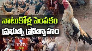 నాటుకోళ్ల పెంపకం ప్రభుత్వ ప్రోత్సాహం | Natu Kolla Pempakam | Nelathalli | hmtv Agri