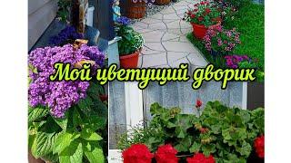 Мой цветущий дворик. Обзор цветника в июле.️#садвцветах#цветы#flowers#garden#сад