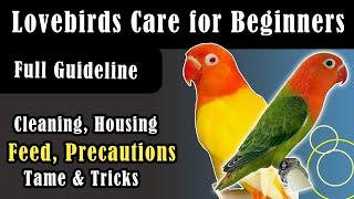 Lovebirds Care for Beginners  | A to Z Guideline