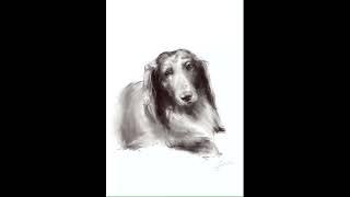 Dachshund Portrait Sketch - Digital drawing using #procreate | 30 seconds | #shorts