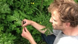 Common Hogweed, wild food uk