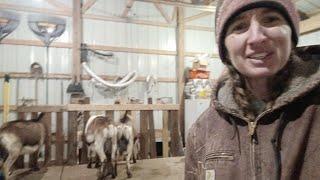 How many Gallons of milk do 3 Alpine dairy Goat's milk per milking?