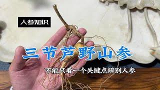 辨别人参一定要综合芦纹体须皮，只看一个，距离上当就不远了