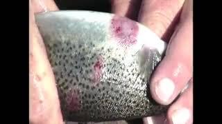 Skin rashes, Strawberry disease - bacterial diseases in trout - signs, identification, treatment