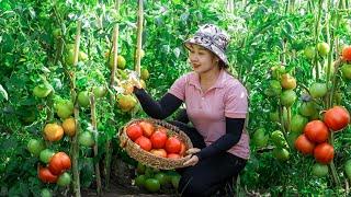 Harvesting Tomato garden  to the Market Sell |Taking care of the vegetable garden |Lucia Daily Life