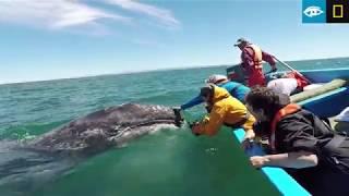 Up-Close and Personal with Gray Whales | Baja California | Lindblad Expeditions-National Geographic