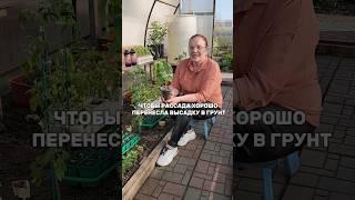 Высаживаем рассаду в теплицу и открытый грунт без стресса
