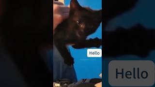 English speaking cats #funny #funnycats #funnyanimals