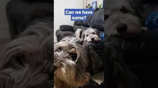 Can we have some? #short