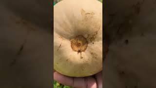 How to tell butternut squash is ripe " Ready to harvest" #squash #garden #shorts